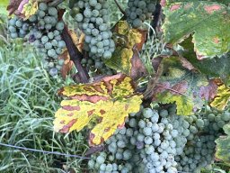 2024 Aug 3-Tagestour Elsass