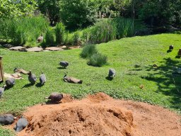 2025 Mai Old-Oldies Ausfahrt