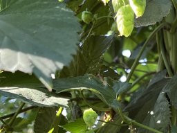 2026 Aug Stamm Hopfentropfen