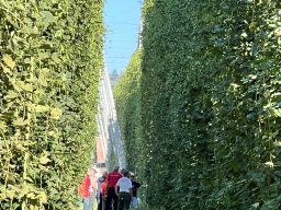 2026 Aug Stamm Hopfentropfen